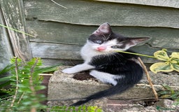 British Shorthair cats for sale: Female Ginger, Calico and Black and White - Image 9
