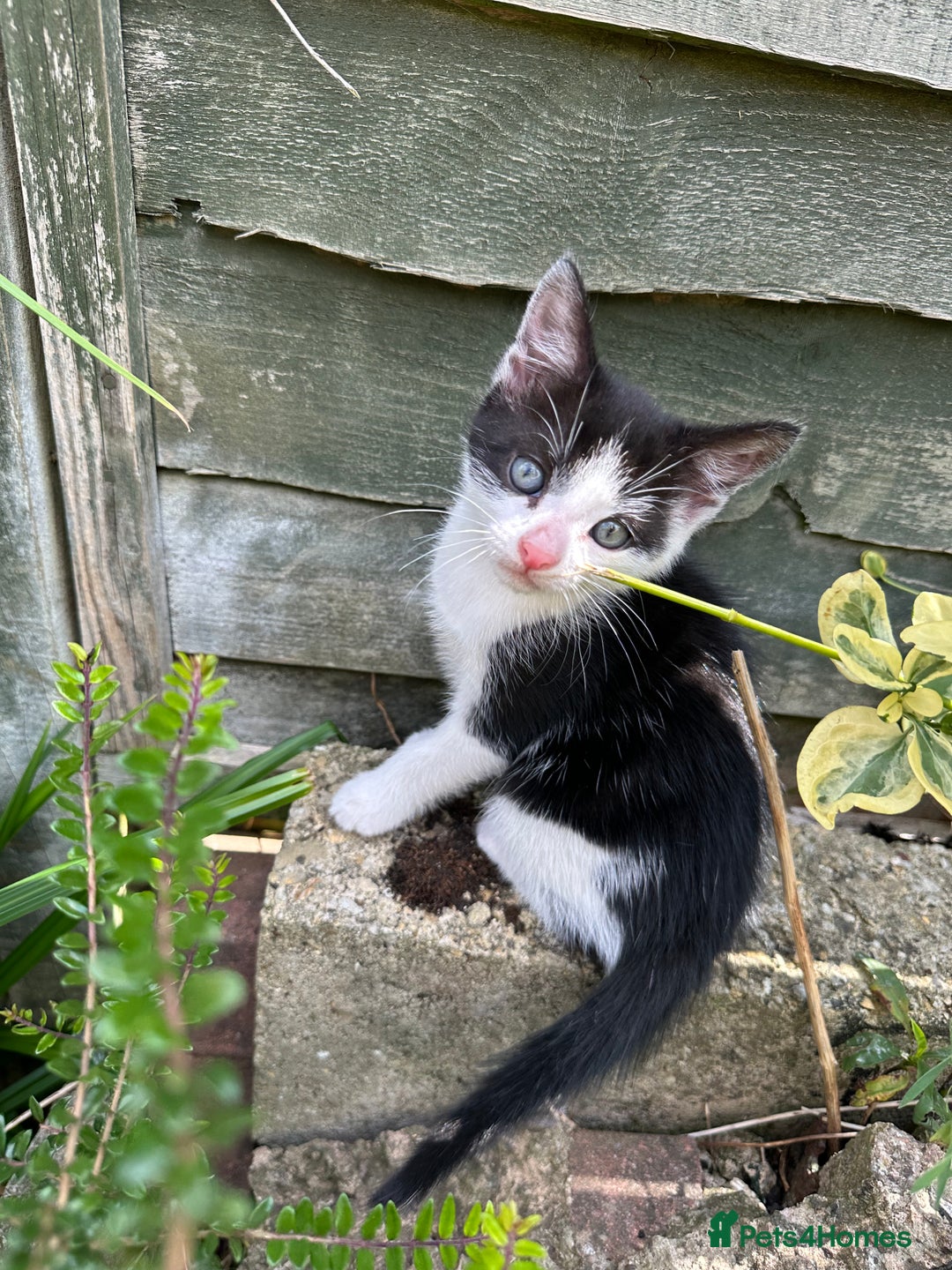British Shorthair cats for sale: Female Ginger, Calico and Black and White - Image 9