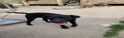 Patterdale Terrier dogs for sale: 3 Patterdale dogs… one 8 mths…. Two 6 months  - Advert 3