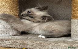 Birman cats for sale: Birman kittens  - Image 5