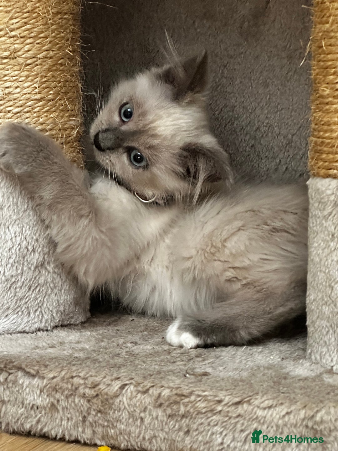 Birman cats for sale: Birman kittens  - Image 5