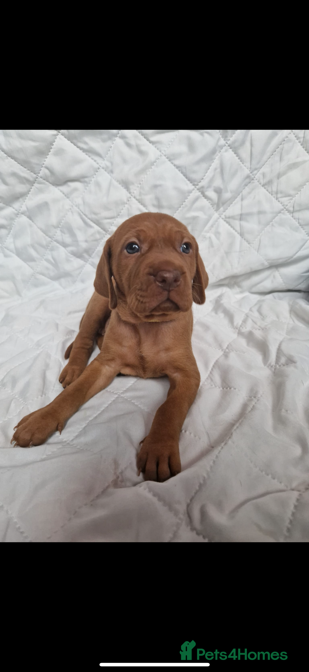 Hungarian Vizsla dogs for sale:  Returned puppy Hungarian vizsla - Advert 10