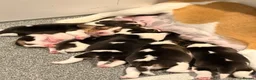 Beagle dogs for sale: Kc Reg Beagle Pups  - Advert 4