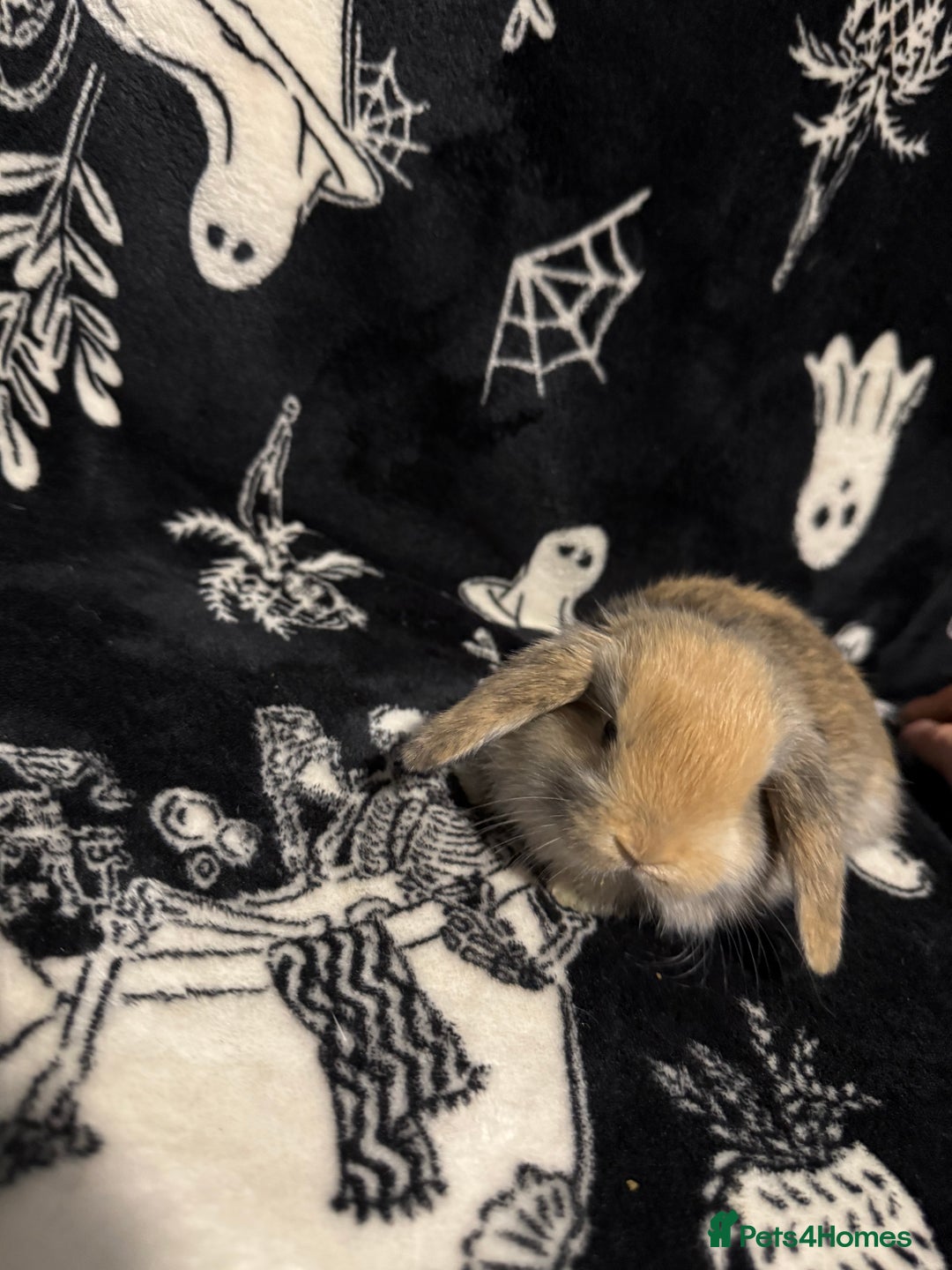 Mini Lop rabbits for sale: 3 Harlequin Mini Lops Available - Advert 8