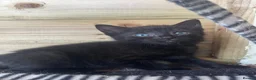 Mixed Breed cats for sale: Lovely kittens - Advert 2