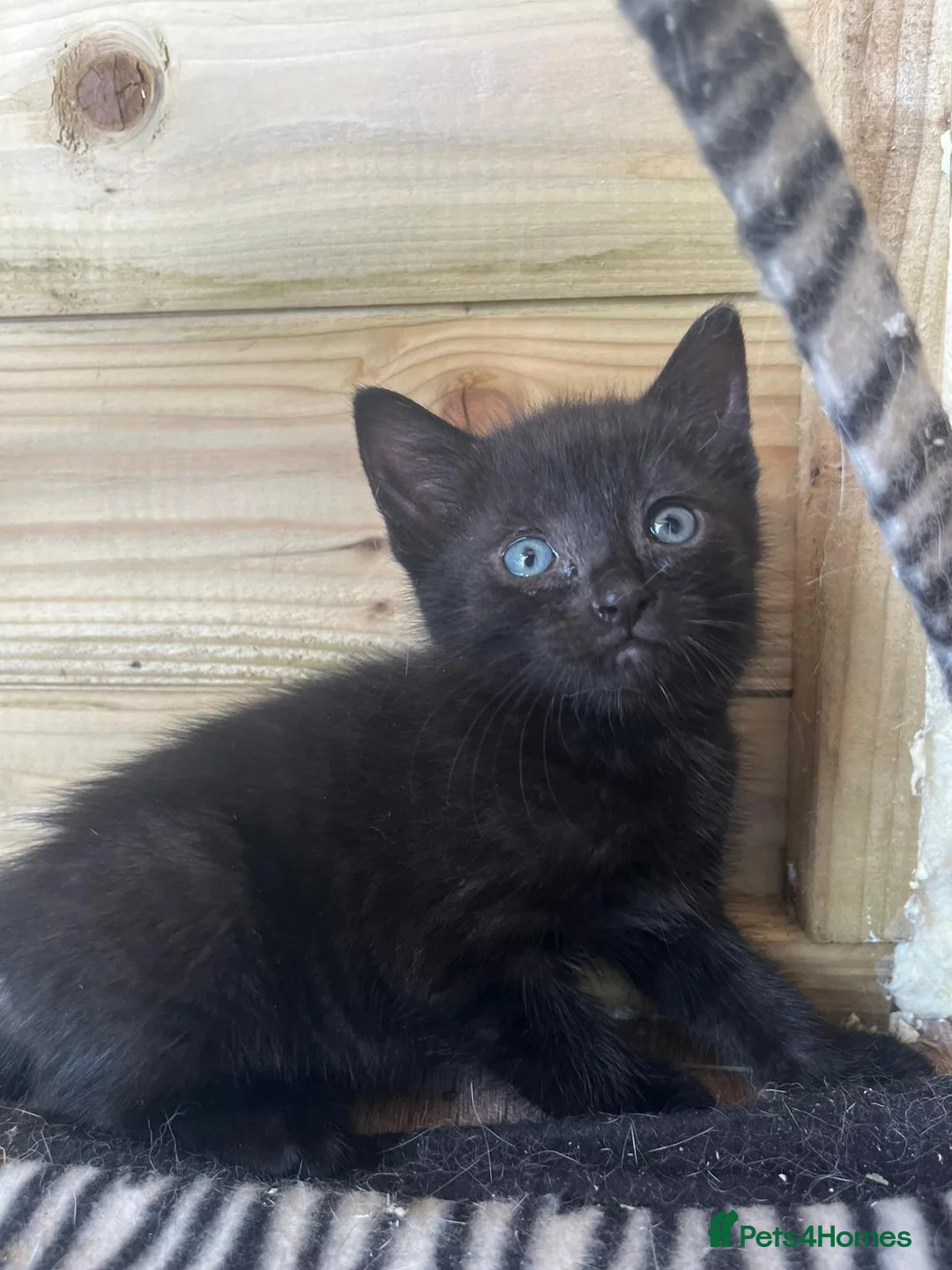 Mixed Breed cats for sale: Lovely kittens - Advert 2