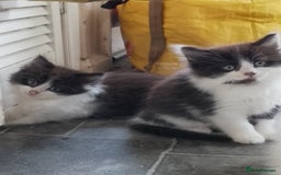 Mixed Breed cats for sale: 3 kittens for sale - Image 1