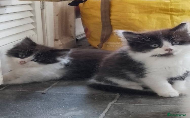 Mixed Breed cats - Advert 1