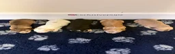 Cockapoo dogs for sale: 🧬🏆F1 MINIATURE SHOW COCKAPOOS 🐾🐾🐾 in Pickering - Advert 4