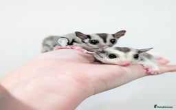 Sugar Glider rodents for sale: Mosaic sugar glider male available November - Image 12