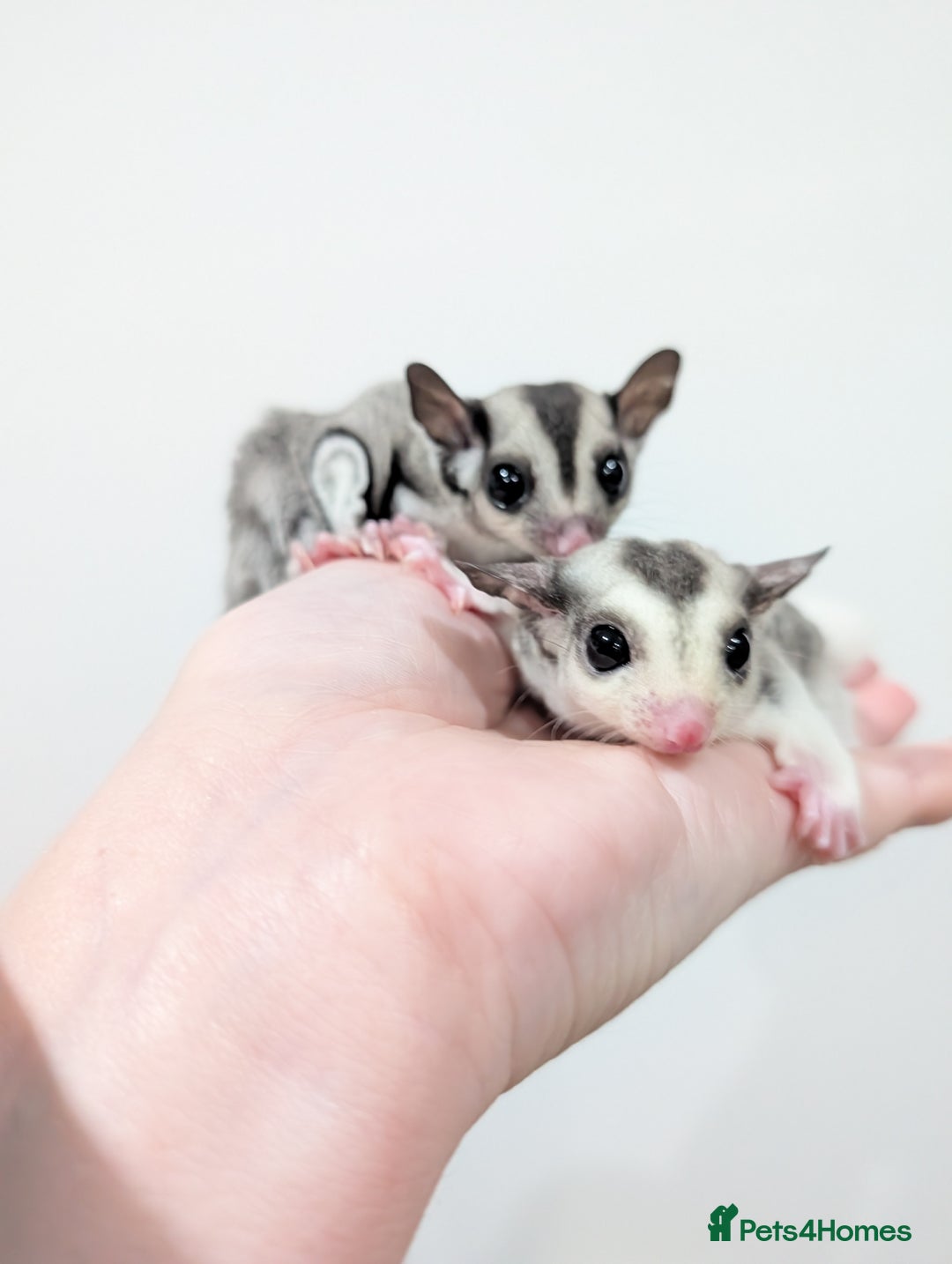 Sugar Glider rodents for sale: Mosaic sugar glider male available November - Image 12