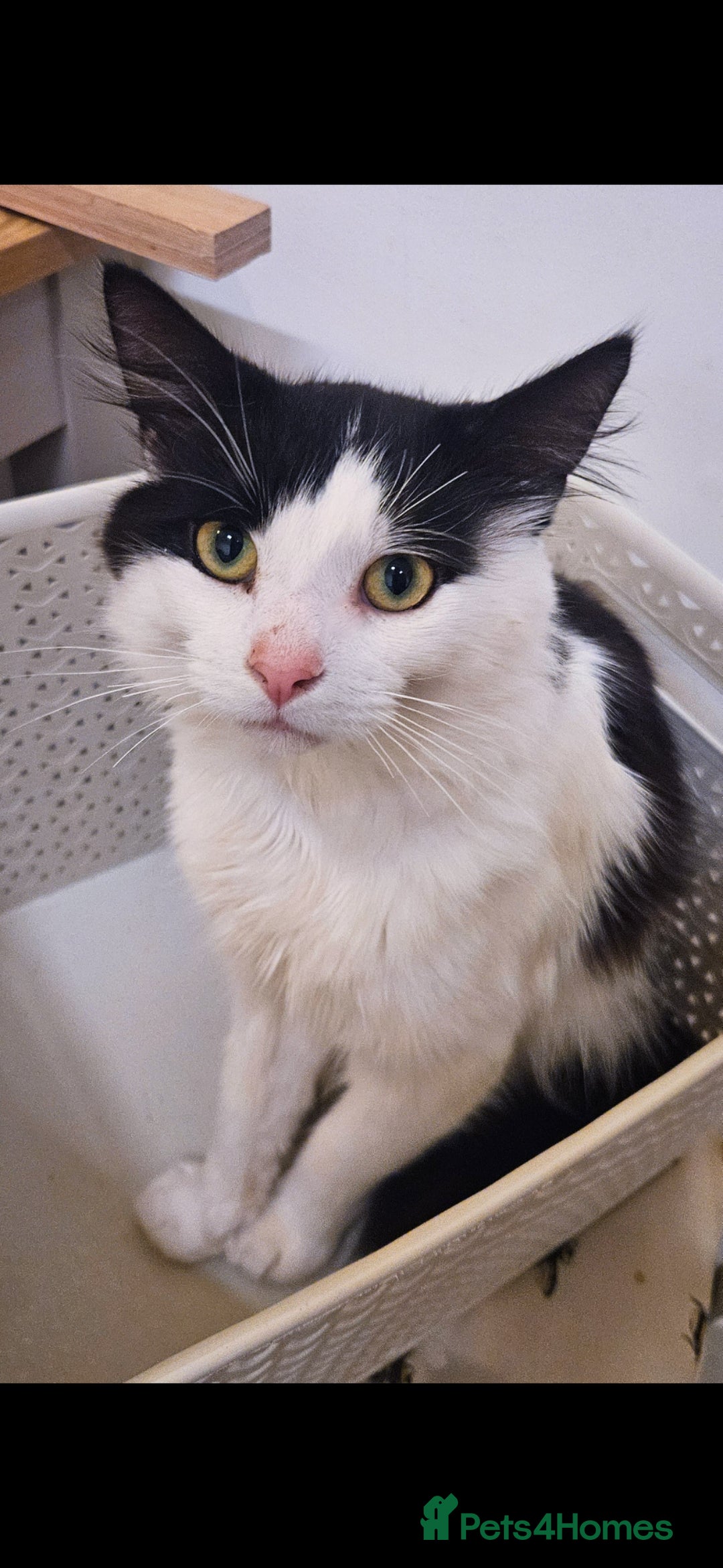 Mixed Breed cats for sale: reluctant sale  - Advert 4