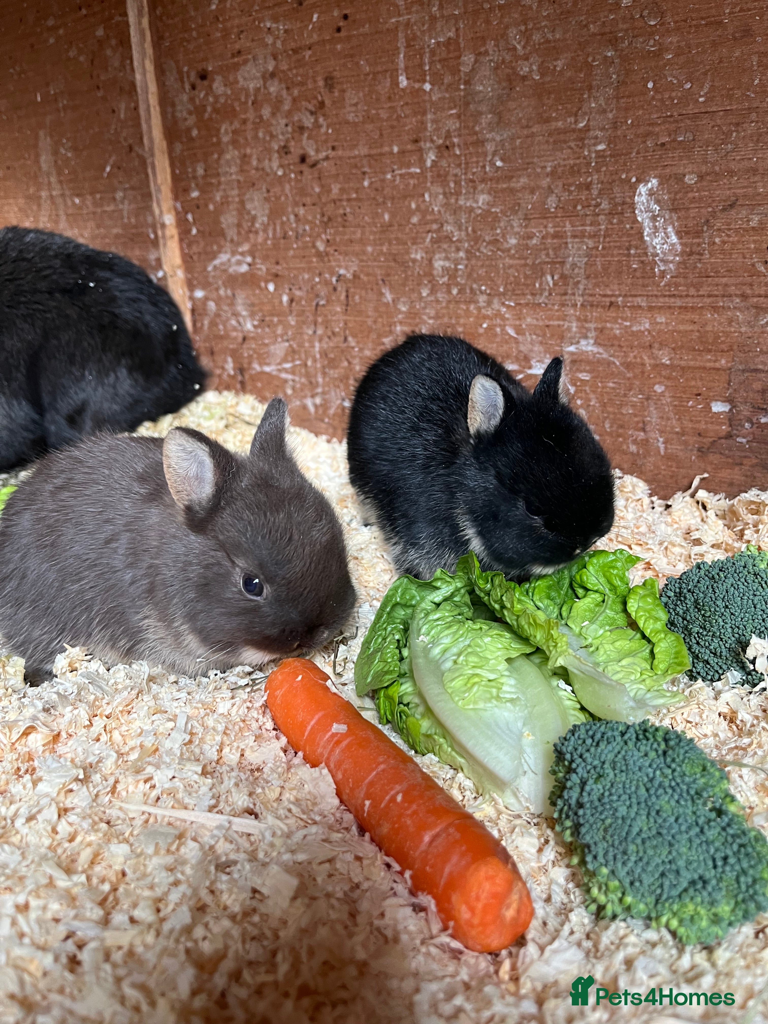 Netherland Dwarf rabbits Netherlands dwarf baby’s  - Advert 2