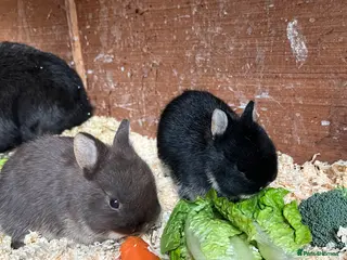 Netherland Dwarf rabbits Netherlands dwarf baby’s - Advert 2