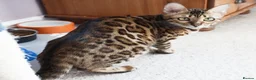 Bengal cats for sale: Superb Active Reg Bengal Girl - Advert 5