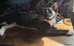 Mixed Breed cats for sale: Beautiful kitten ready to go!!😸 - Image 1