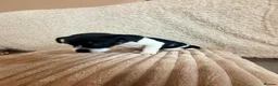 Jack Russell dogs for sale: 2 left!!! Jackrussle puppies   - Advert 8