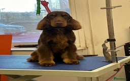 Cockapoo dogs for sale: Beautiful tri cockerpoos  - Image 16