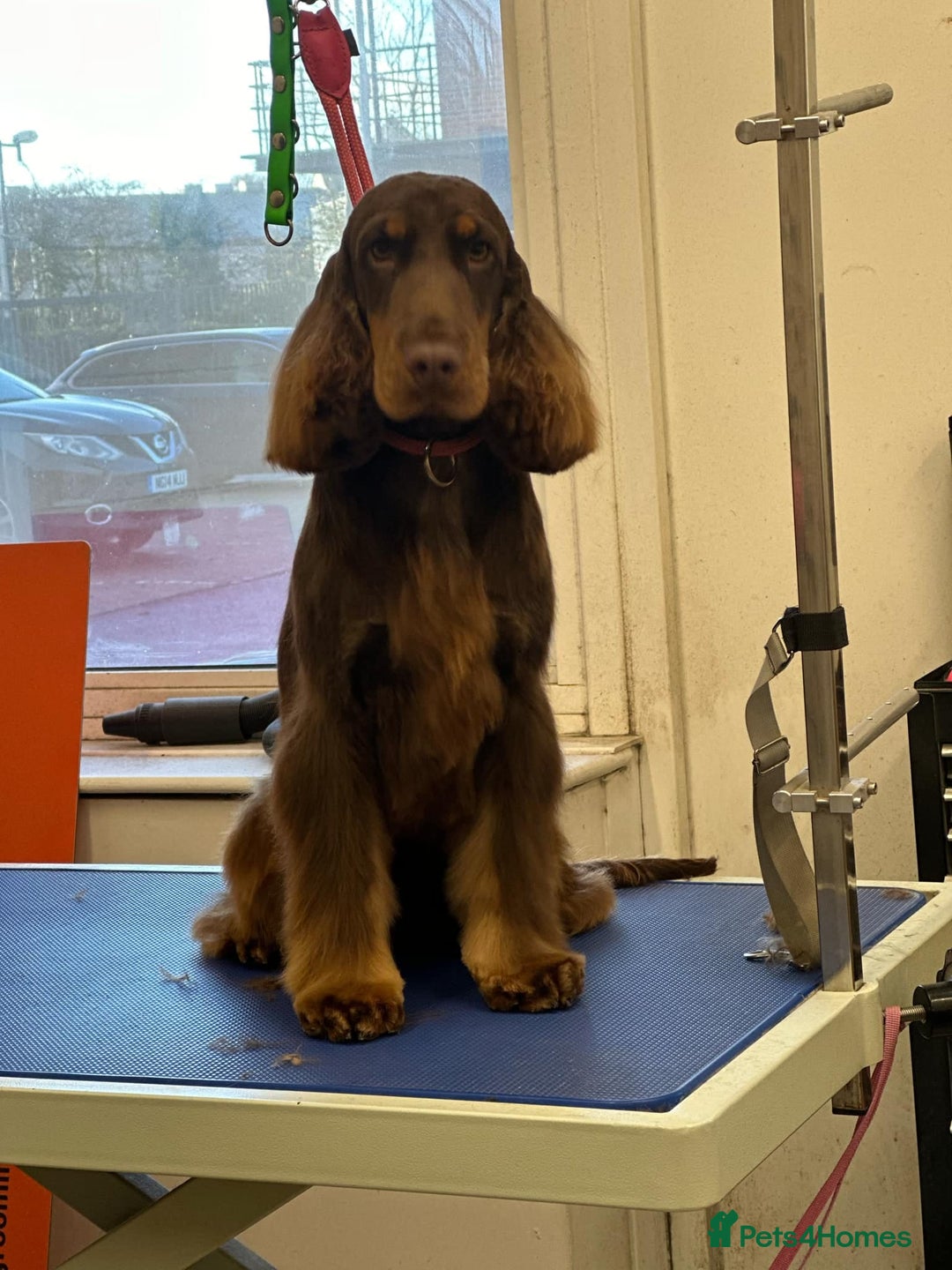 Cockapoo dogs for sale: Beautiful tri cockerpoos  - Image 16