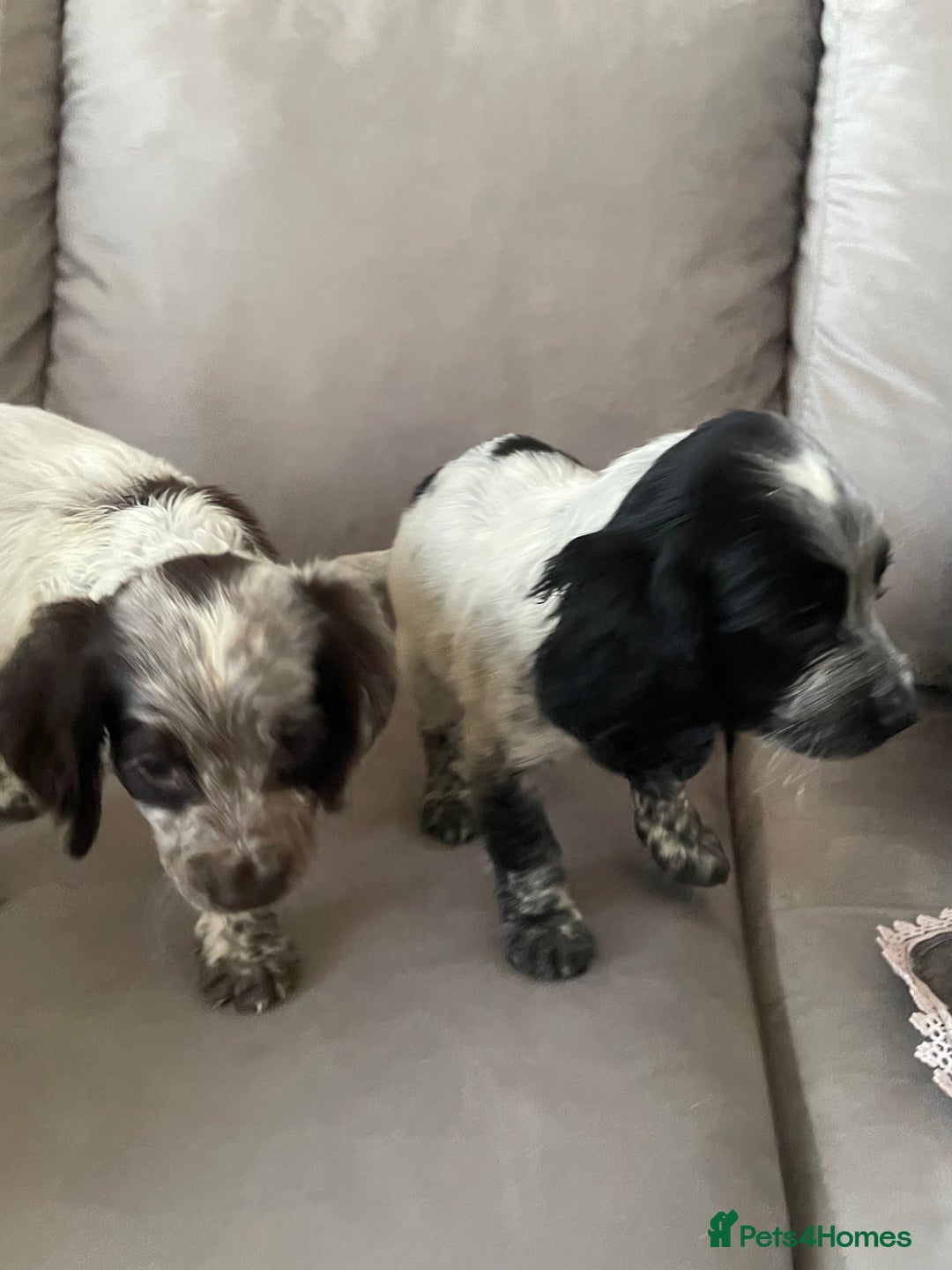 Cocker Spaniel dogs for sale: Healthy puppies - Image 2