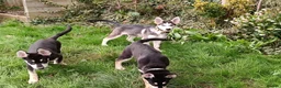 Shepsky dogs for sale: 3x Gorgeous Shepsky's ready for loving homes - Advert 9