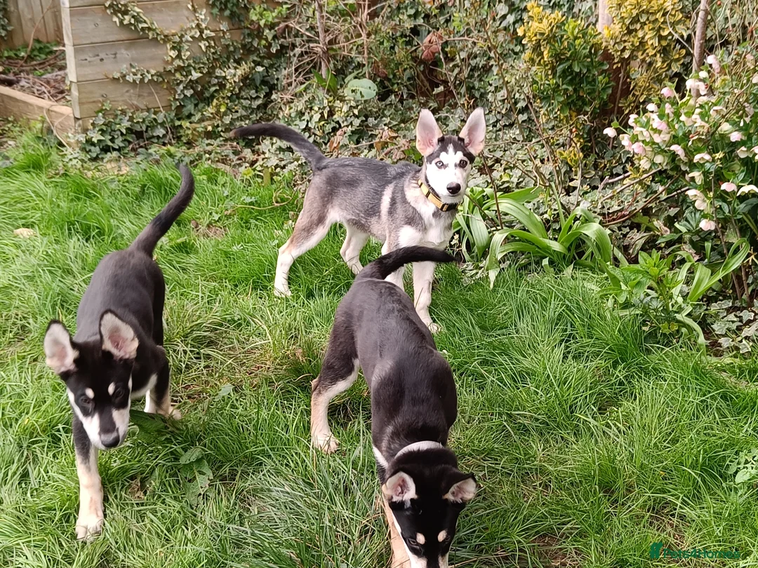 Shepsky dogs for sale: 3x Gorgeous Shepsky's ready for loving homes - Advert 9