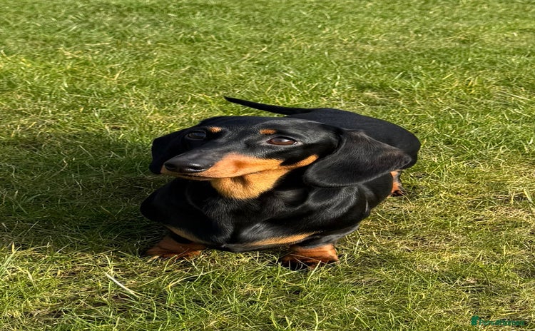 Miniature Dachshund dogs - Advert 10