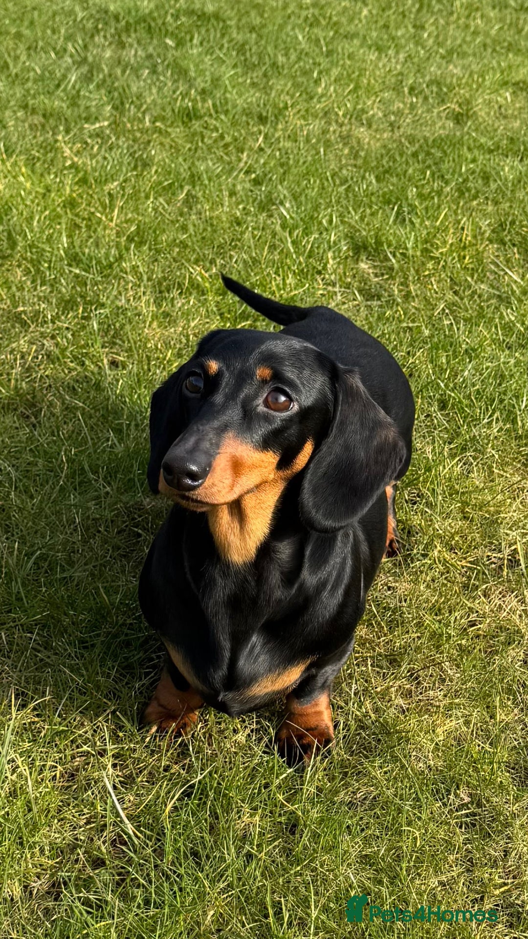 Miniature Dachshund dogs for sale: KC Reg Miniature Dachshunds.  - Image 1