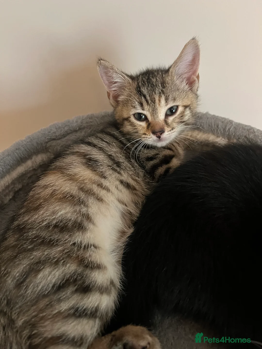 Mixed Breed cats for sale: Mixed Kittens - Advert 18