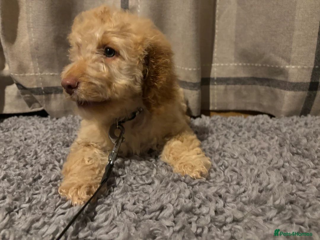 Cockapoo dogs for sale: 🐶8 Beautiful Cockapoo puppies🐶 - Advert 32