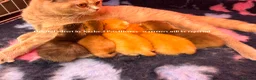 British Shorthair cats for sale: GCCF Registered British Shorthair Kittens Golden🌟 - Advert 25