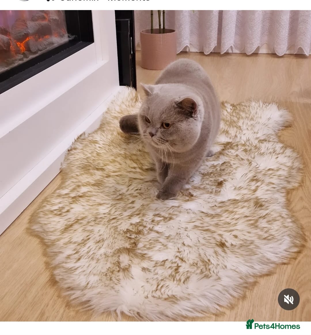 British Longhair cats for sale: 🎀Last longhair girl available from this litter.  - Advert 18