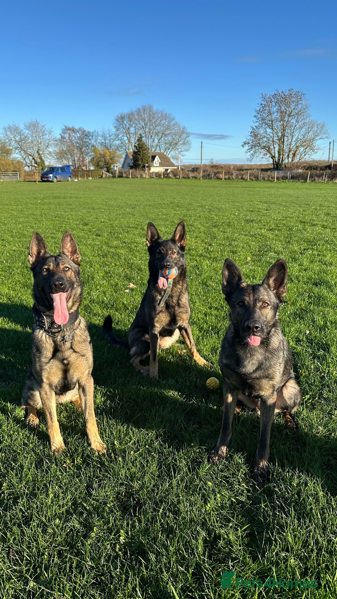 German Shepherd dogs for sale: Available working line female GSD  - Advert 4