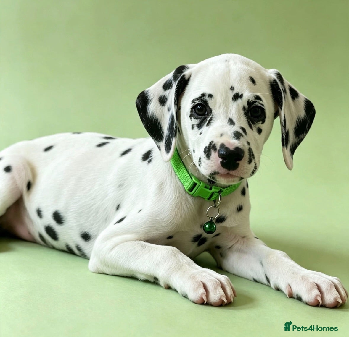 Dalmatian dogs Beautiful Dalmatian puppies ready to reserve  - Advert 2