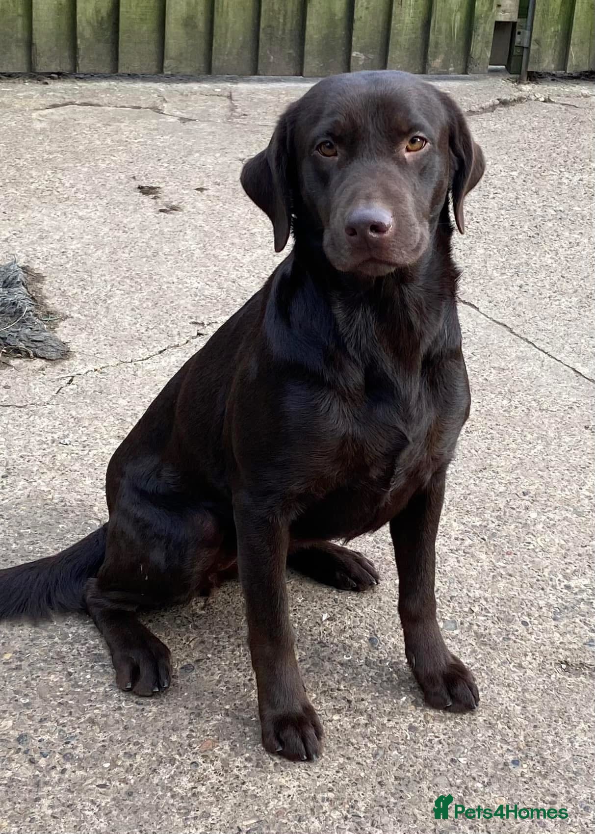 Labrador Retriever dogs 5 year old chocolate Labrador bitch  - Advert 1