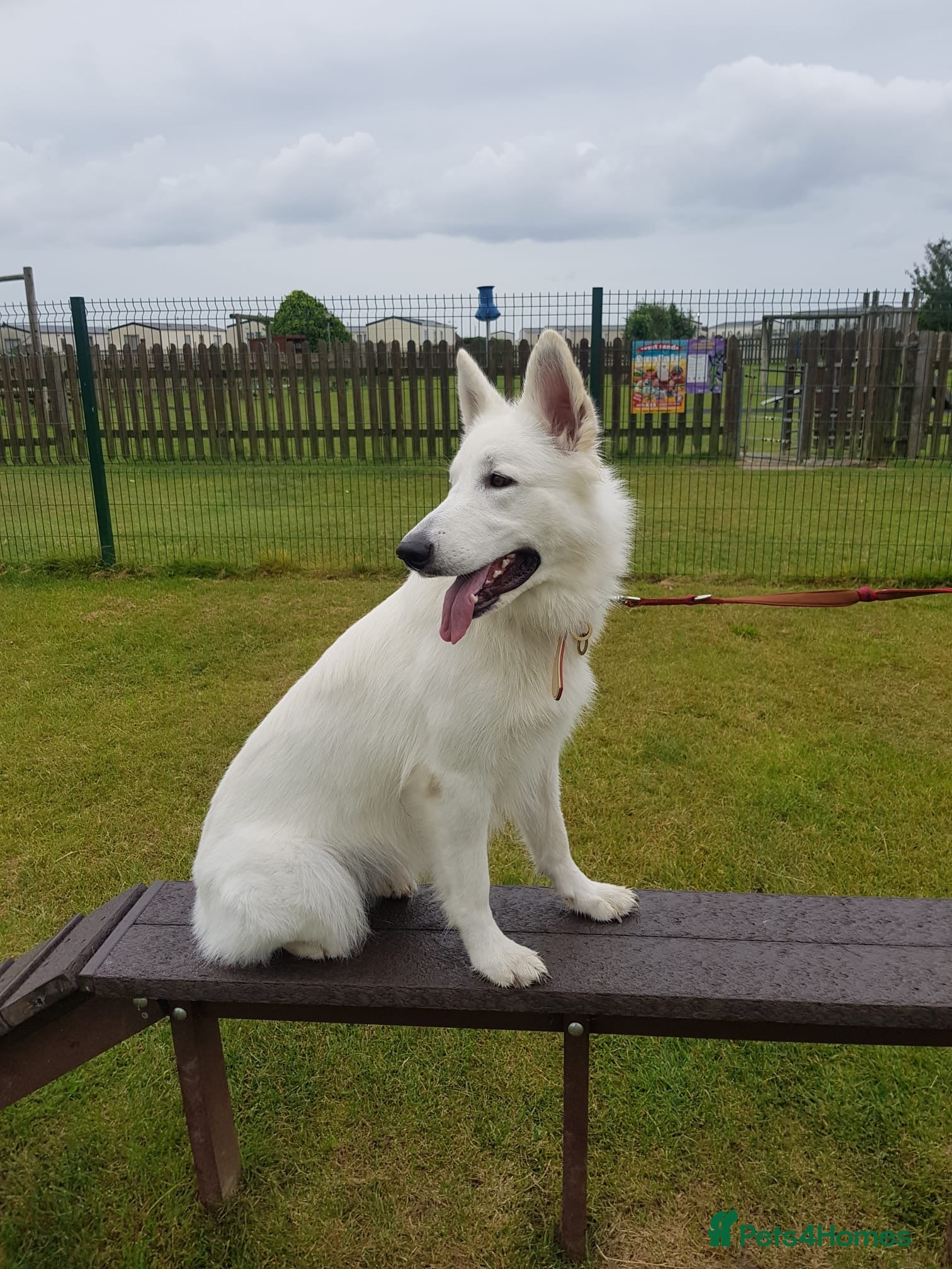 White Swiss Shepherd dogs Beautiful white Swiss shepherd  - Advert 1