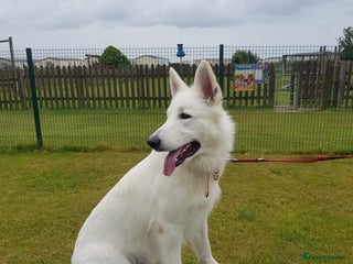 White Swiss Shepherd dogs Beautiful white Swiss shepherd - Advert 1