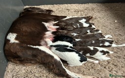 English Springer Spaniel dogs for sale: Springer spaniel puppies for sale  - Image 4