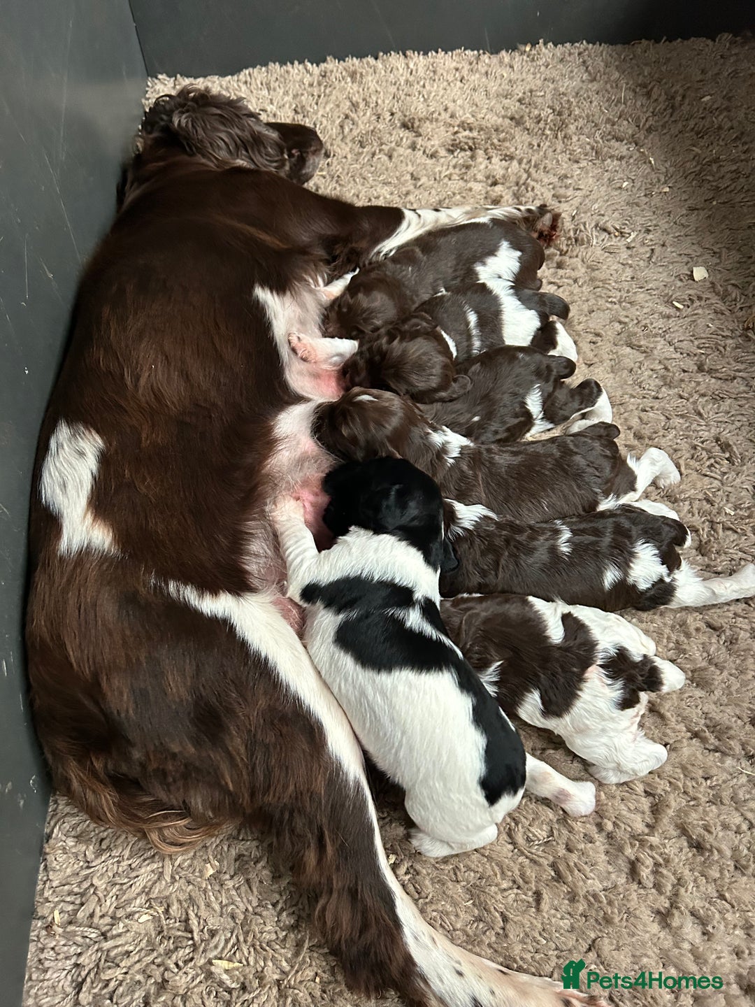 English Springer Spaniel dogs for sale: Springer spaniel puppies for sale  - Image 4