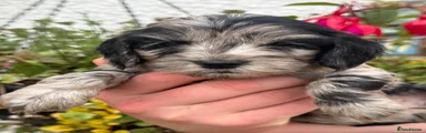 Cockapoo 7