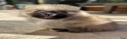 Pomeranian dogs for sale: Tiny Pom Puppies - Advert 22