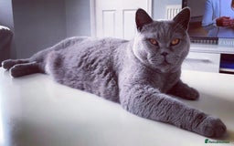 British Shorthair cats for sale: British shorthairs - Blue - Image 10