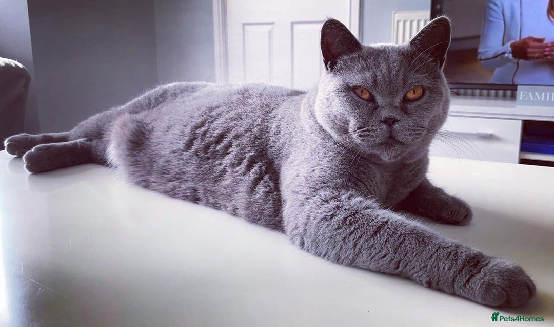 British Shorthair cats for sale: British shorthairs - Blue - Image 10