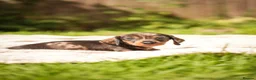 Dachshund dogs for sale: Rare Standard Wire Haired Dapple Dachshunds  in Leicester - Advert 6