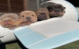 Shar Pei dogs for stud: TOP QUALITY -BEAUTIFUL BEARCOAT STUD in Wetherby - Image 10