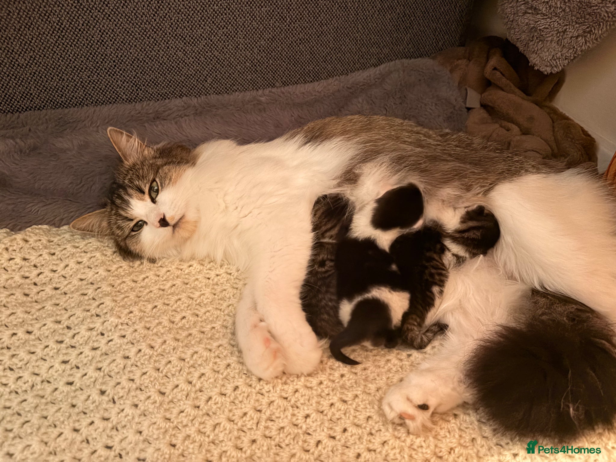 Mixed Breed cats for sale: Gorgeous kittens  in Nantwich - Advert 3
