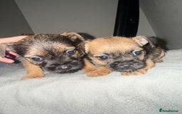 Border Terrier dogs for sale: Border terrier puppies  - Advert 6