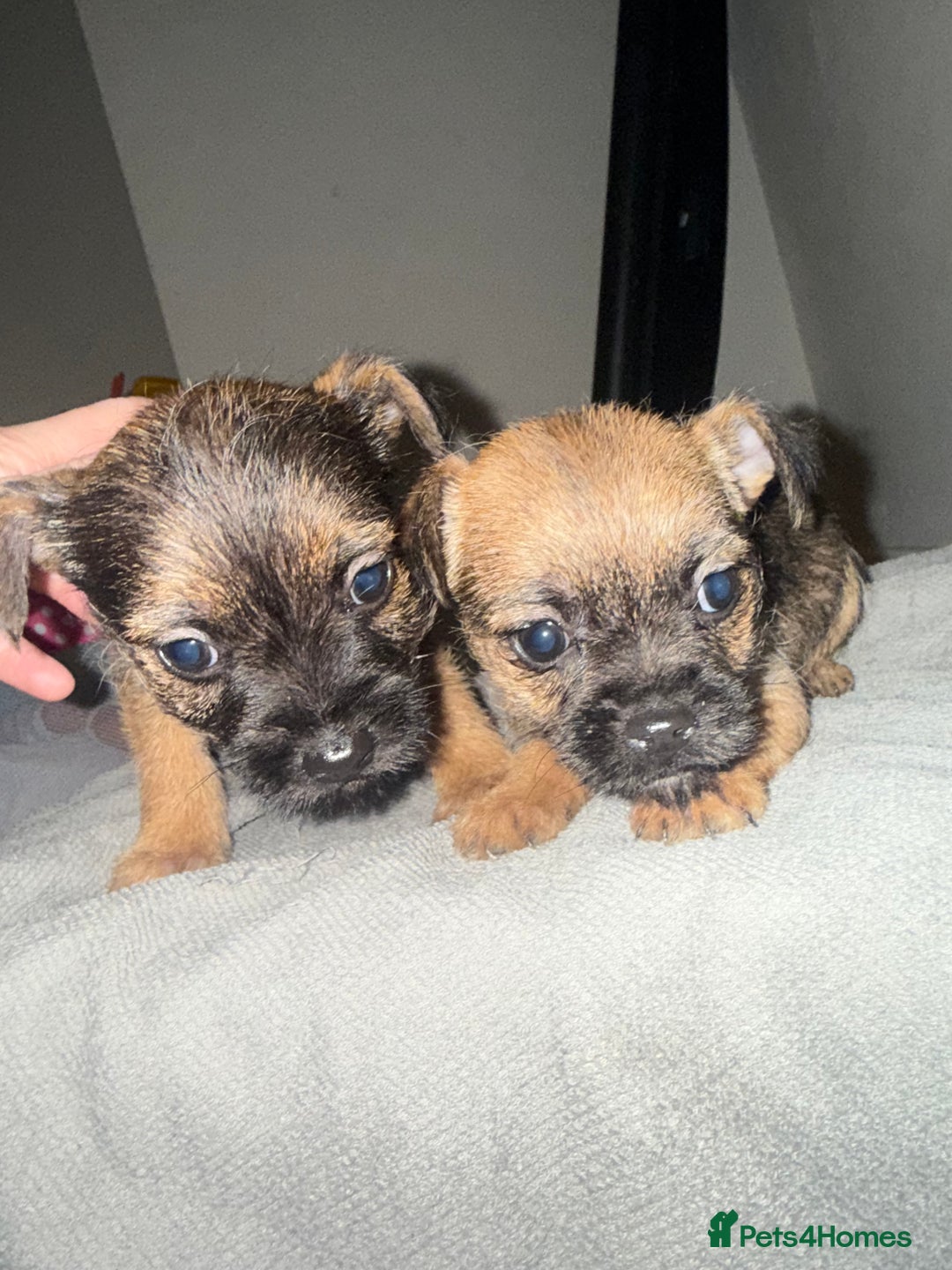Border Terrier dogs for sale: Border terrier puppies  - Advert 6