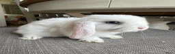 Mini Lop rabbits for sale: Lovely handsome mini lop bucks. - Advert 13