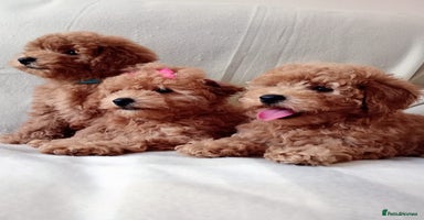 Toy Poodle dogs - Advert 15